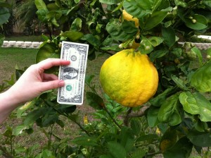 Ponderosa Lemon Ponderosa Lemon