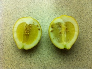 Ponderosa Lemon halved Ponderosa Lemon halved